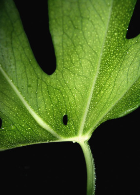 monstera2.jpg