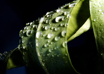 monstera1.jpg