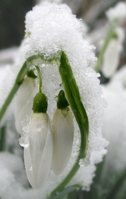 G_Magnet_im_Schnee_k.jpg