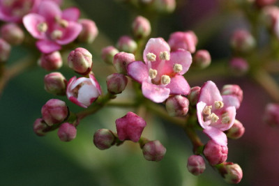 Viburnum-Feb-01.jpg
