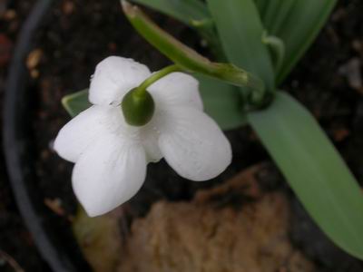 GroenanderungCulti_Godfrey_Owen8117.JPG