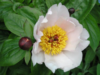 P_Garden_Peace_2005_k.jpg