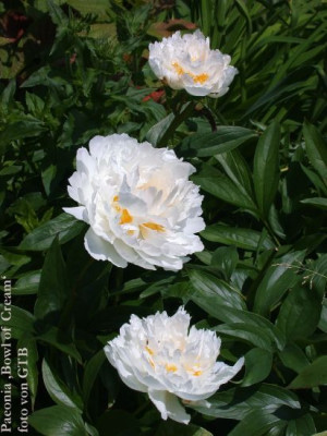 Paeonia_Bowl_of_CreamNebenbluten0011.jpg