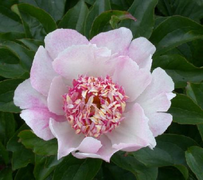 Paeonia_lact_hybr_Do_Tell_01.JPG