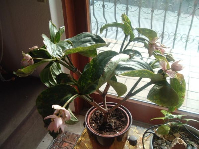 curcuma.jpg