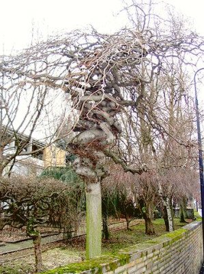 Fagus_sylvatica_Tortuosa.jpg