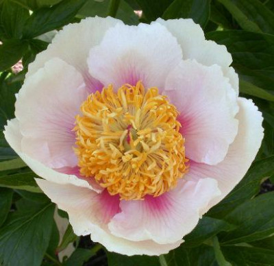 Paeonia_lact_hybr_Athena_05.jpg