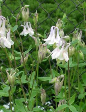20040511_aquilegia_vulgaris_white.jpg