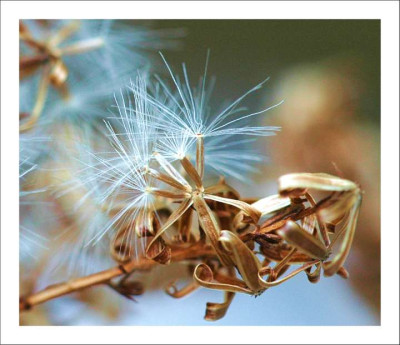 Verbluhtes_Clematis_2_12-02-06.jpg