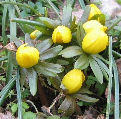 EranthisCilicica.jpg