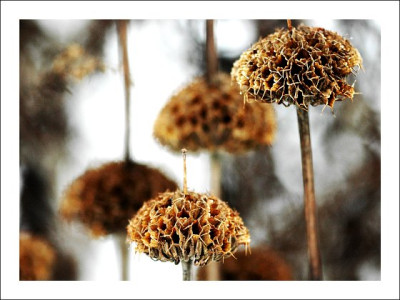 Phlomis_2_12-02-06.jpg