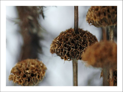 Phlomis_1_12-02-06.jpg