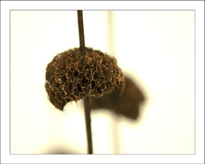 Phlomis_3_12-02-06.jpg