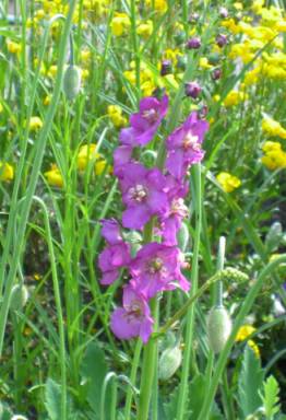 20040511_verbascum_phoeniceum.jpg