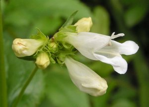 Pensemon_serrulatus-albus.jpg