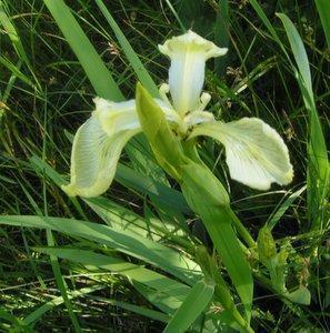 Iris_pseudacorus-hell.jpg