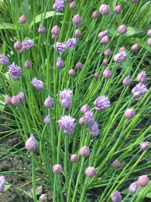 20040511_allium_schoenoprasum.jpg