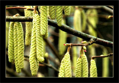 Haselnuss_2_19-02-06.jpg