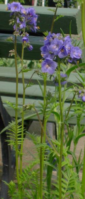 20040511_polemonium_caeruleum.jpg