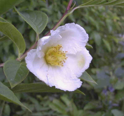Stewartia_pseudocamellia1Rimg0697.JPG