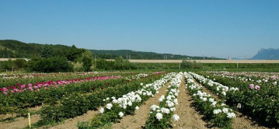 Pivoines_Riviere_Crest_2_05-2005.jpg