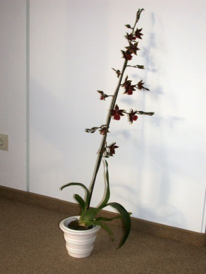 DSCN70280011.jpg