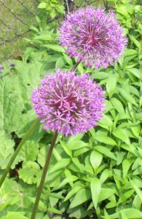 20040511_allium_christophii.jpg
