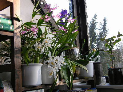 orchideen_im_Zimmer.JPG