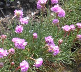 20040511_armeria_maritima.jpg