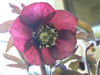 H_d_rot_anemone_k.jpg