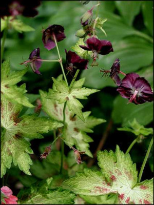 G.phaeum_Springtime.JPG
