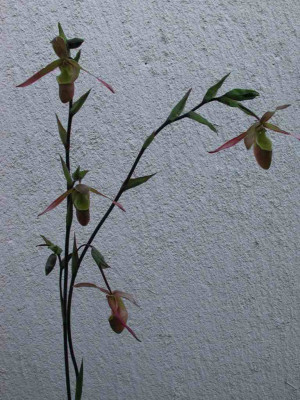Phragmipedium_Sorcerers_Apprentice_1.jpg