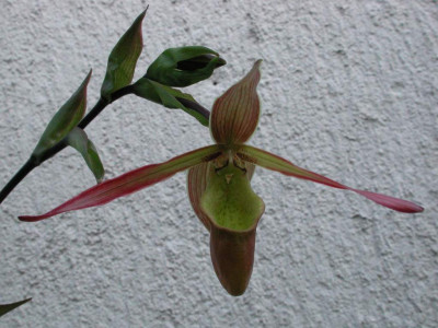 Phragmipedium_Sorcerers_Apprentice_2.jpg