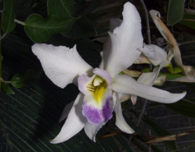 Laelia_anceps_semi-alba_1.jpg