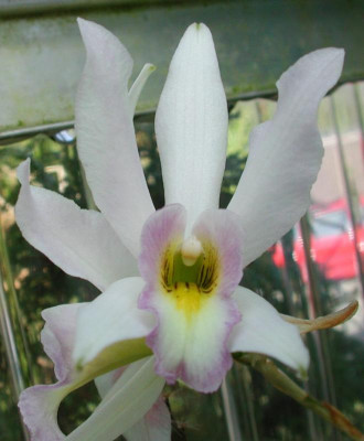 Laelia_anceps_semi-alba_2.jpg