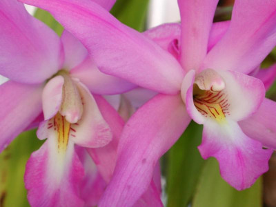 Laelia_anceps_2.jpg