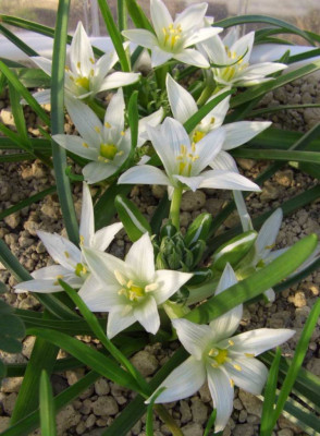 Ornithogalum_sintenisii_mehr.jpg