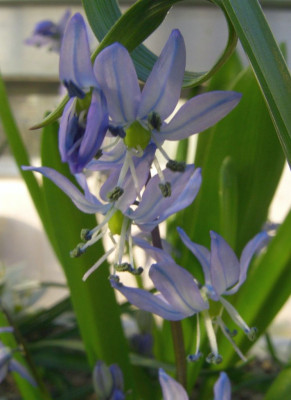 Scilla_paschei.jpg