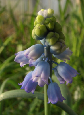 Muscari_chalusicum_06.jpg