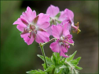 G._phaeum_Alecs_Pink.JPG