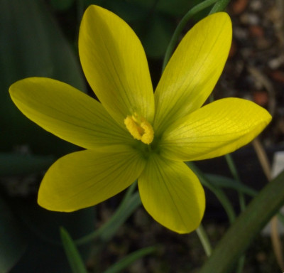 Geissorhiza_corrugata_06.jpg