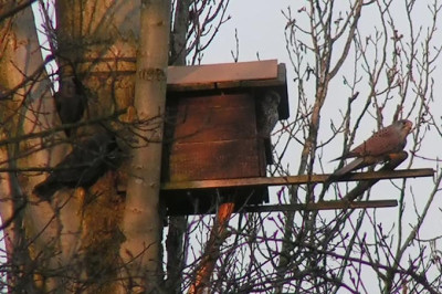 Turmfalke_Mannchen_Dohlen.jpg