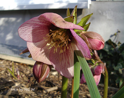 Imgp5146-Helle-puderrosa.jpg
