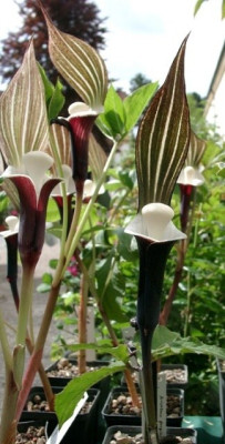 05080005_eArisaema_sikokianum.jpg