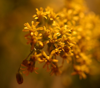 Omas-Blumenstrau-1.jpg