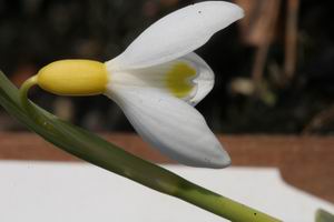 GroenanderungCultivars_Primrose_Warburg_8043.JPG