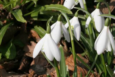 Groenanderungnivalis_Anglesey_Abbey_8057.JPG