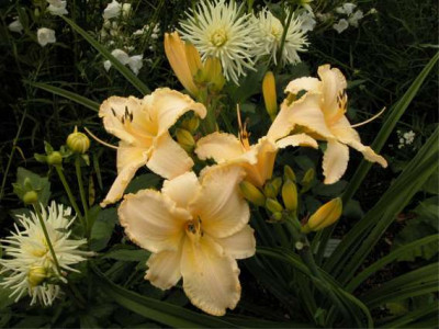 Taglilie.Creme.Explosion.jpg