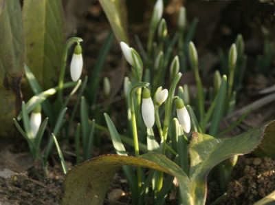 galanthus_nivalis_2677.jpg