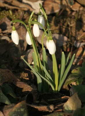galanthus_magnet_2688.jpg